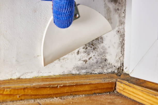 Best Industrial Mold Remediation  in West Ishpeng, MI